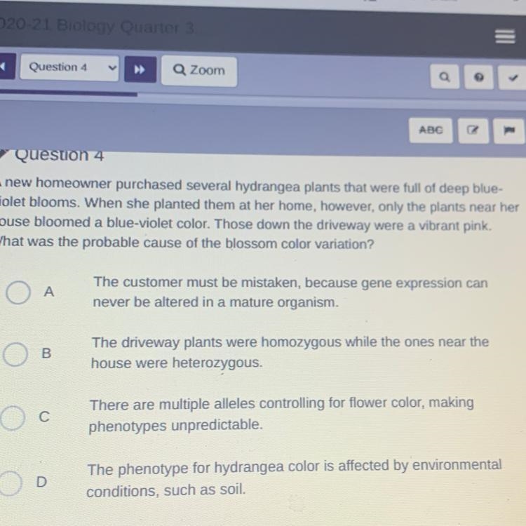 A new homeowner purchased several hydrangea plants that were full of deep blue- violet-example-1