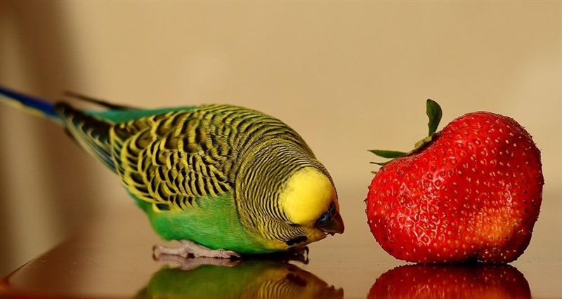 So What are all the good things about parakeets that i can convince my dad to let-example-1