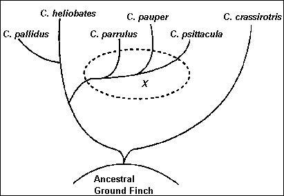 The diagram represents a taxonomic tree showing the possible evolution of six species-example-1