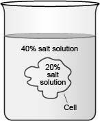 PLEASE HELP IMPORTANT SCIENCE PLEASE - The diagram below shows a cell placed in a-example-1