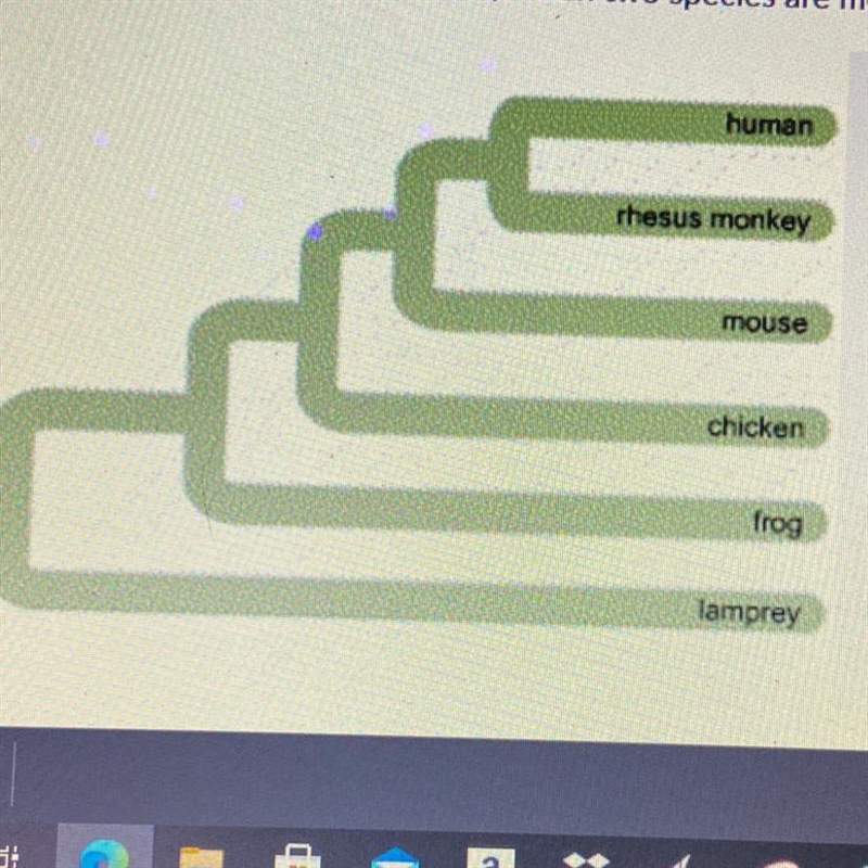 (20 POINTS) Of the animals in this phylogenetic tree, which two species are most closely-example-1