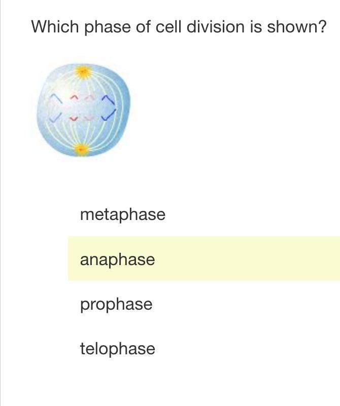 1. What is the best description of chromosomes by the end of anaphase II of meiosis-example-1