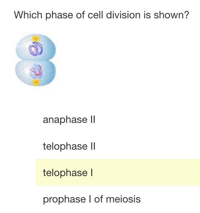 1. What is the best description of chromosomes by the end of anaphase II of meiosis-example-2