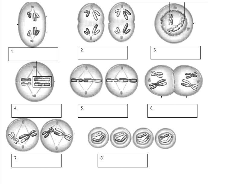 Phases of meiosis//// ANSWER PLEASE-example-1