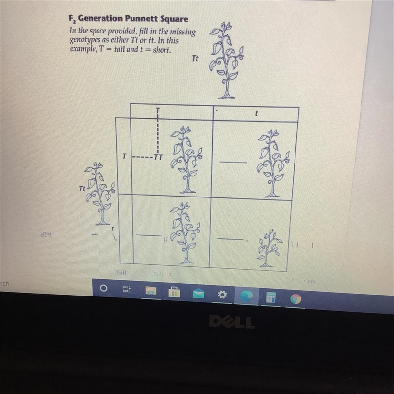 Does anyone know how to do Punnet squares? Use the Punnet square to answer the question-example-1