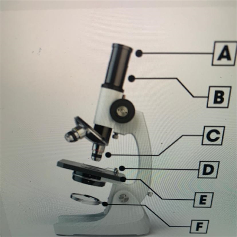 Identify the light source of the compound light microscope. A B C F-example-1