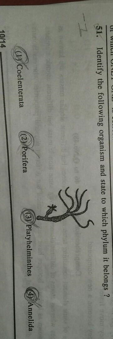 Identify the following organism and state to which phylum it belongs​-example-1