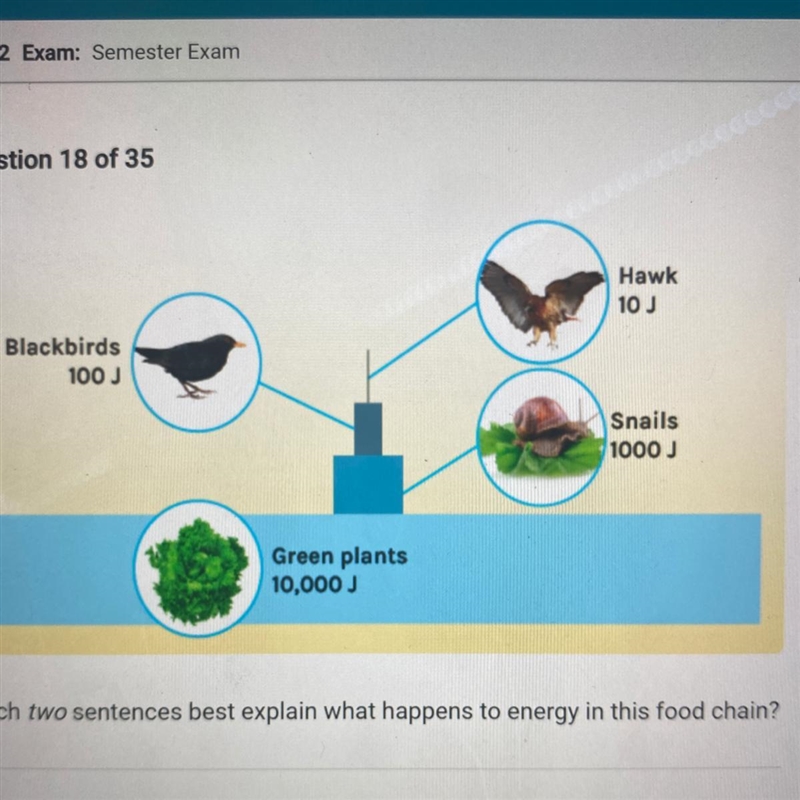 Help!!!! Which two sentences best explain what happens to energy in this food chain-example-1