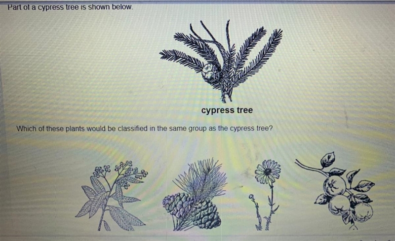 Part of a cypress tree is shown please answer-example-1