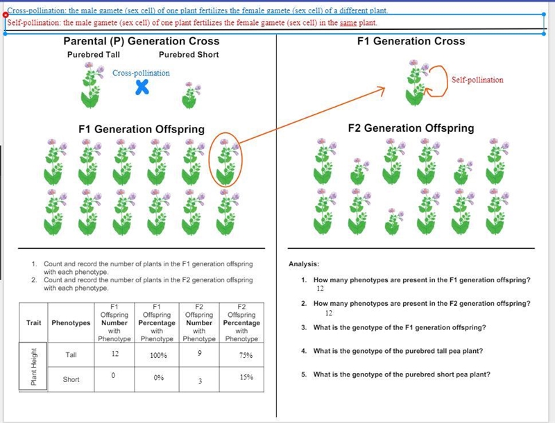 I need help with the image (phenotypes and genotypes).-example-1