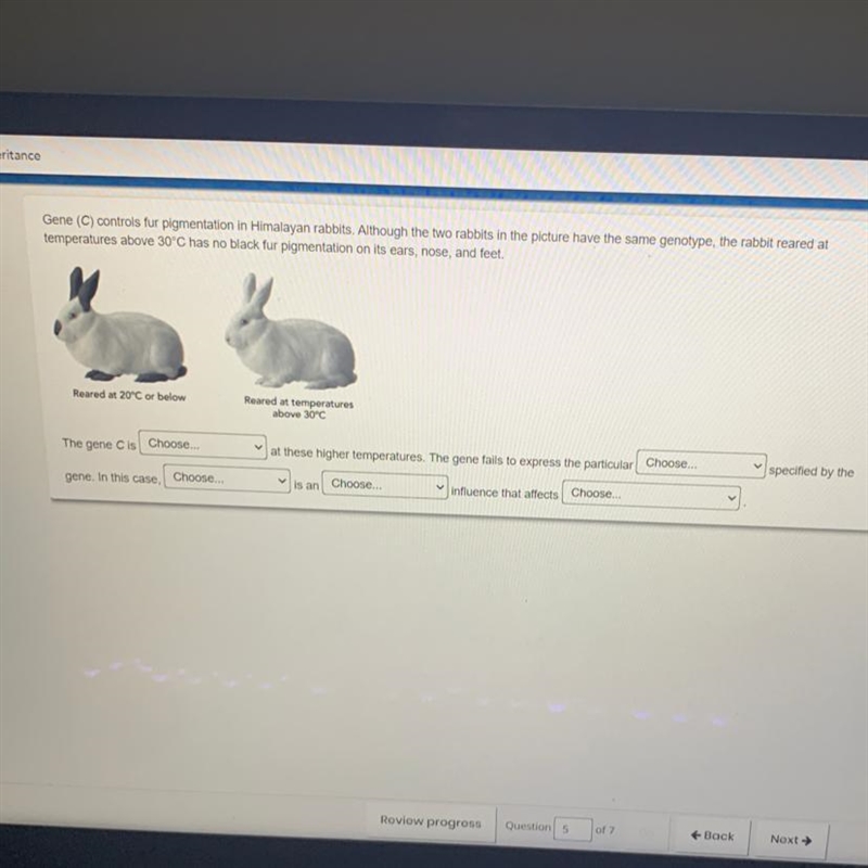 Gene (C) controls fur pigmentation in Himalayan rabbits. Although the two rabbits-example-1