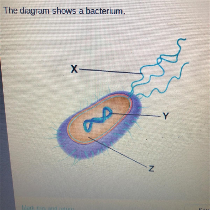 The diagram shows a bacterium. Which labels best complete the diagram-example-1