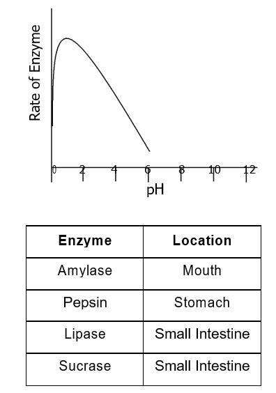 The enzyme represented by the graph is most likely... amylase pepsin trypsin lipase-example-1