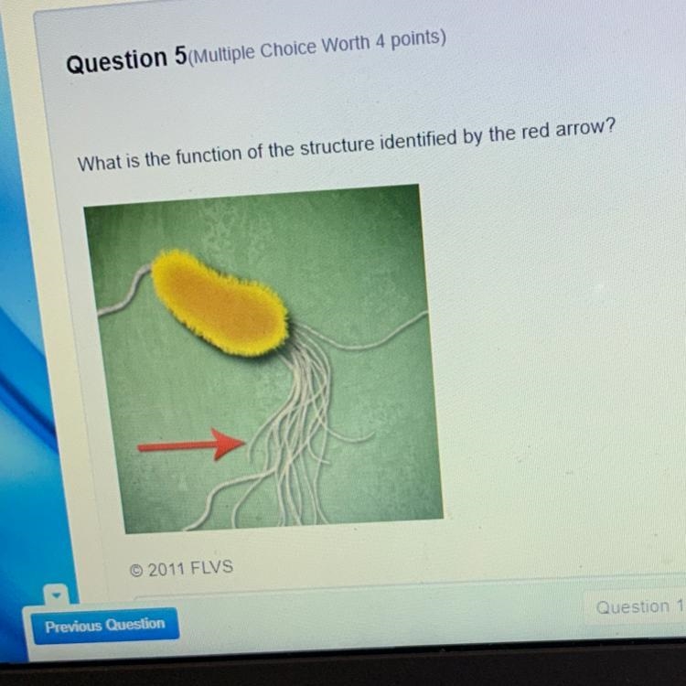 What is the function of the structure identified by the red arrow?-example-1