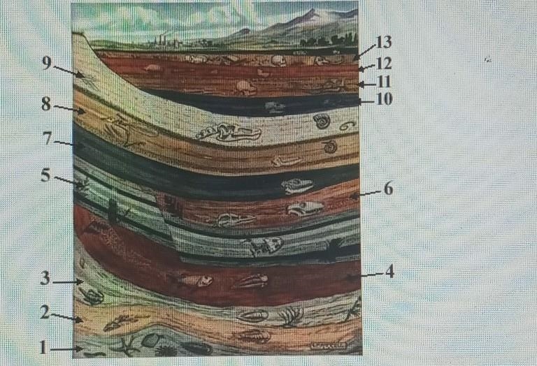 Fossils of a species of bear are found in layer 5. Which layer is most likely to have-example-1