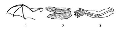 HELP PLEASE ASAP Based on your understanding of anatomical homologies, which organisms-example-1