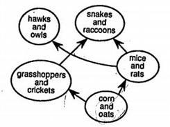 According to the food web below; which group of organisms would most likely have the-example-1