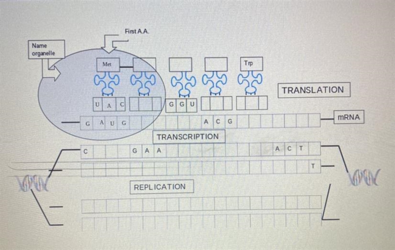 I don’t understand how to do this-example-1