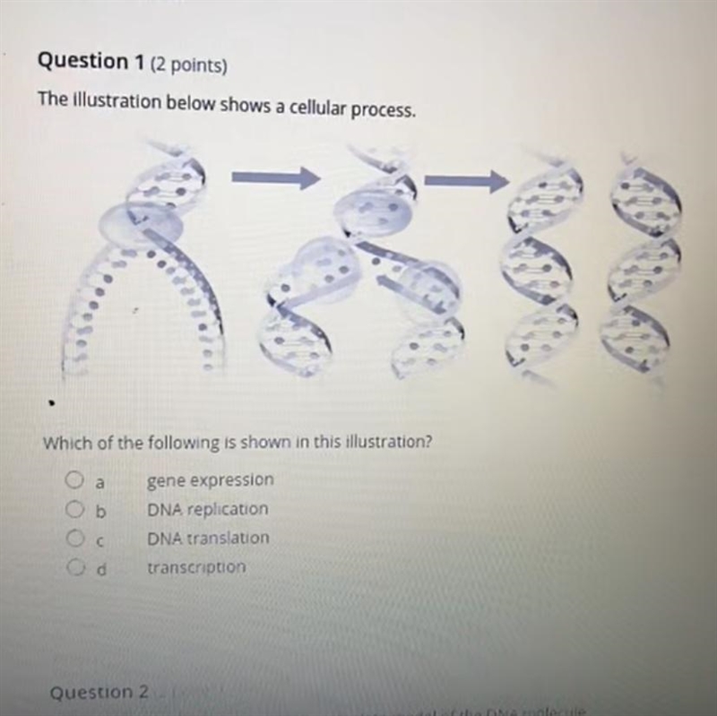 the illustration below shows a cellular process which of the following is shown in-example-1