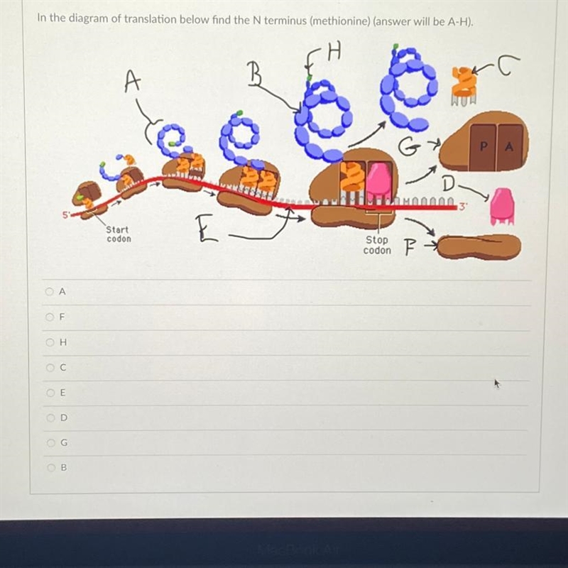 In the diagram of translation below find the N terminus (methionine)(answer will be-example-1