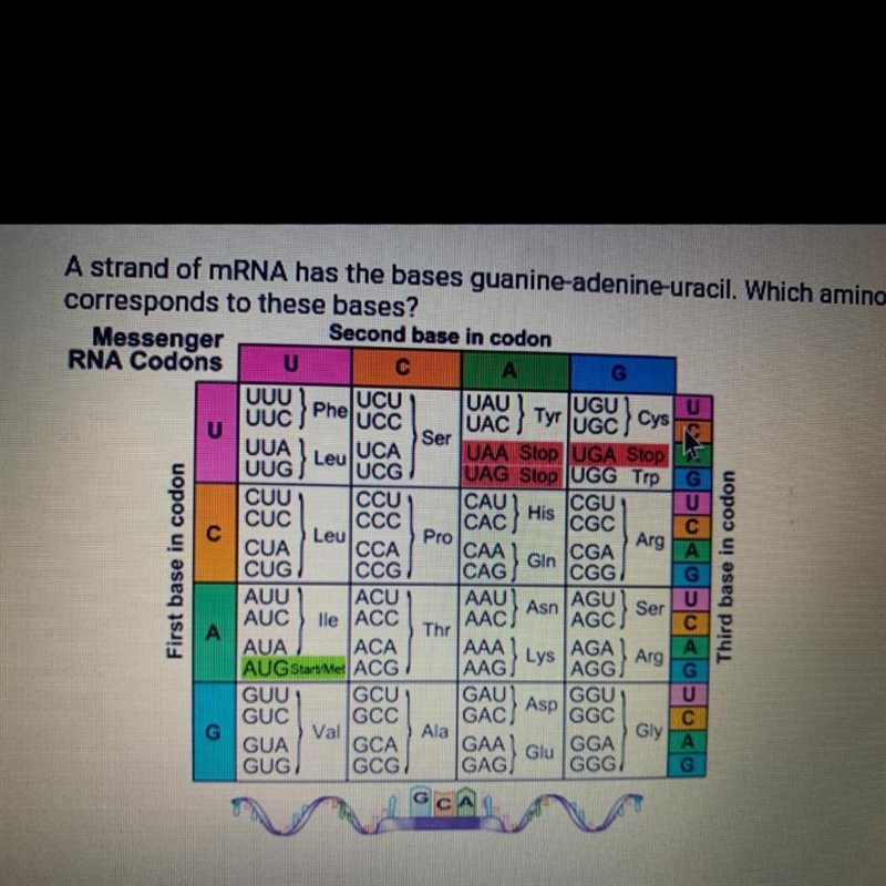 A strand of mRNA has the bases guanine-adenine-uracil. Which amino acid corresponds-example-1