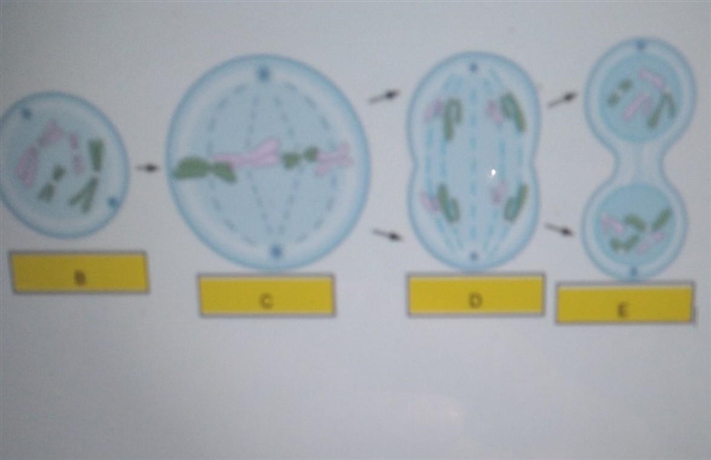 Which of these phases is Anaphase? ​-example-1