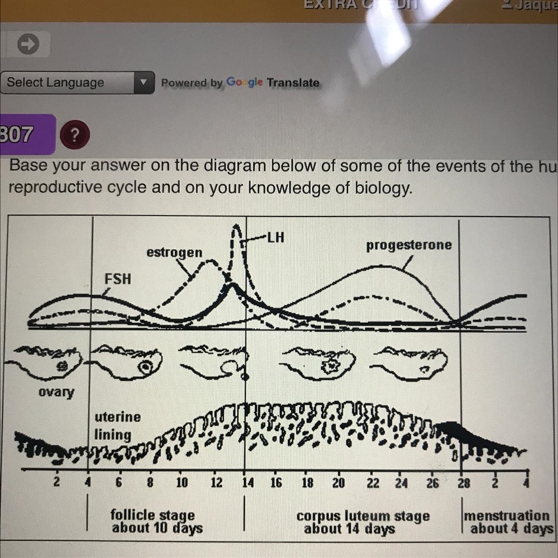 During which part of this cycle does the shedding of the thickened uterinelinig occur-example-1