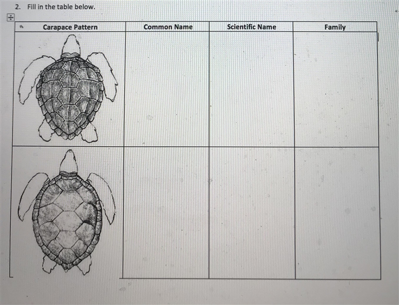 Please help ASAP. Does anyone know what type of species of sea turtles these are?-example-1