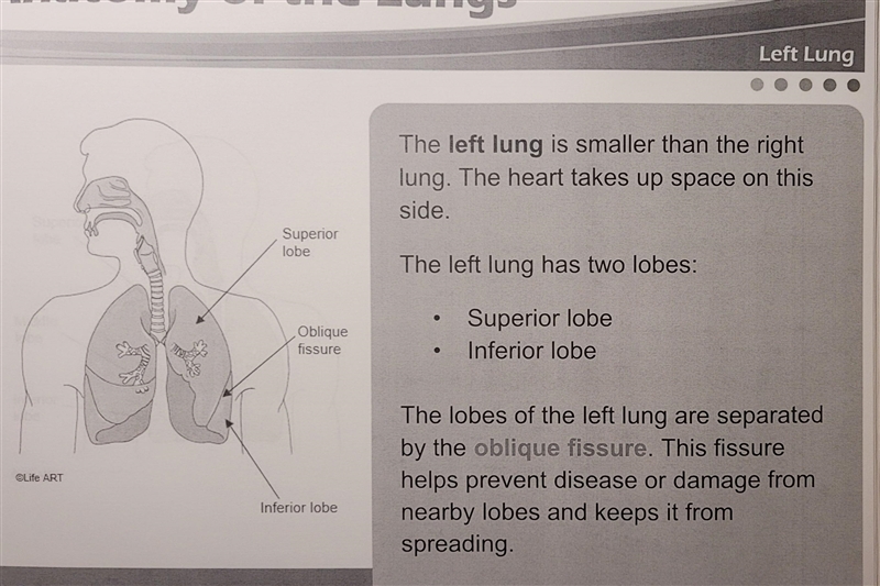 True or False: The right and left lungs are the same size.-example-2