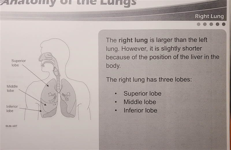 True or False: The right and left lungs are the same size.-example-3