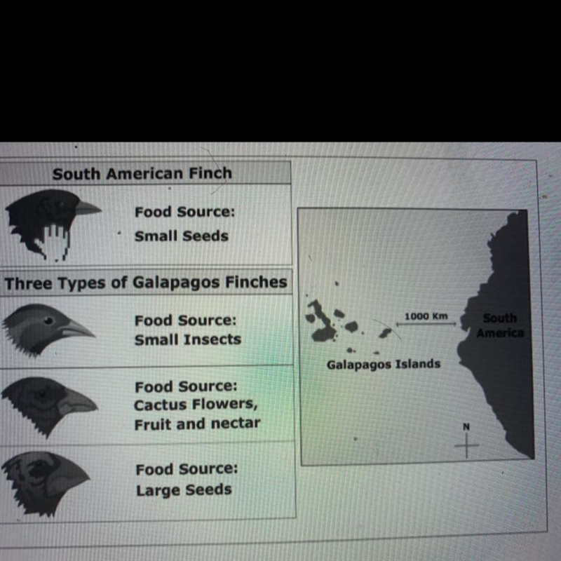 Help plz :) Darwin's finches from his studies on the Galapagos Islands are some of-example-1