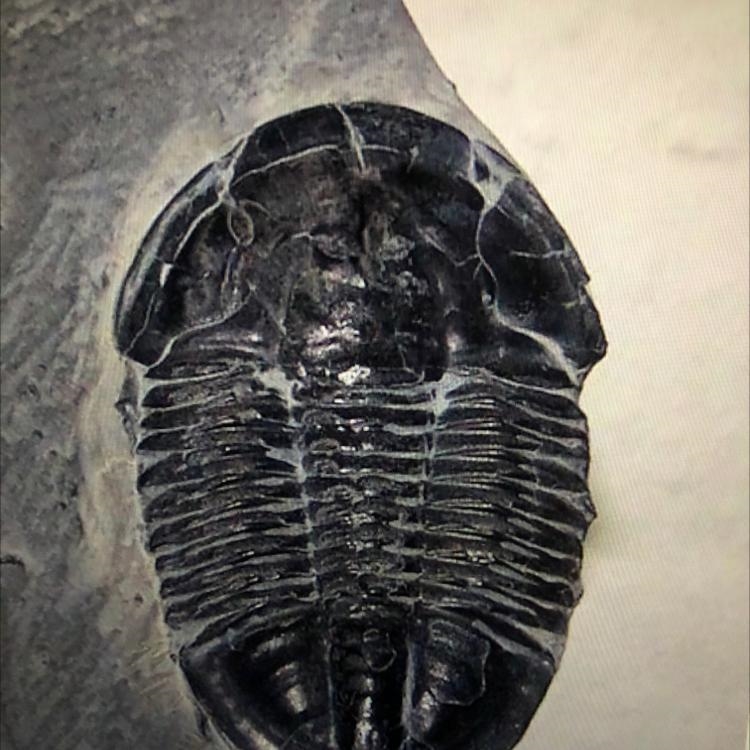 The trilobite fossil represents one of the earliest life forms on the earth and is-example-1