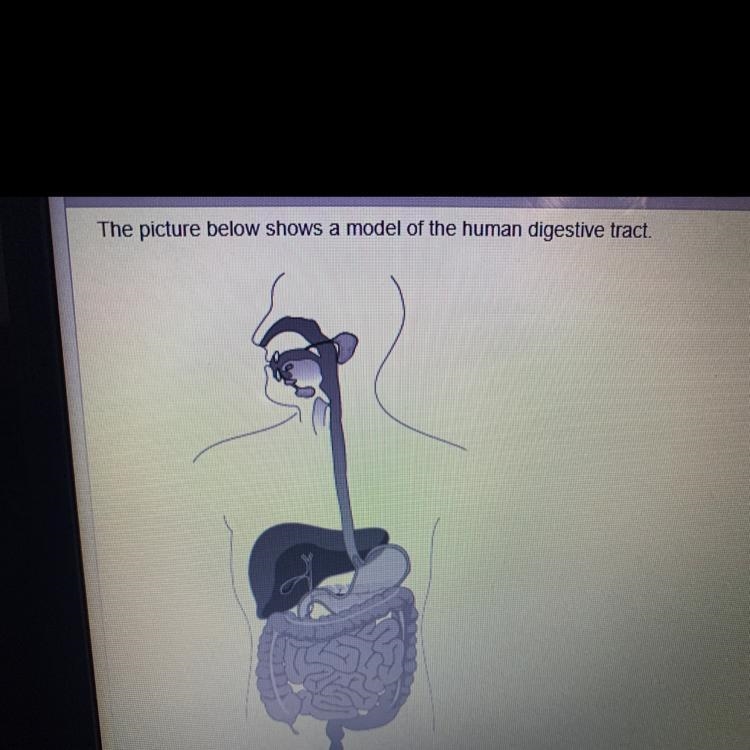 Someone please help! The picture below shows a model of the human digestive tract-example-1