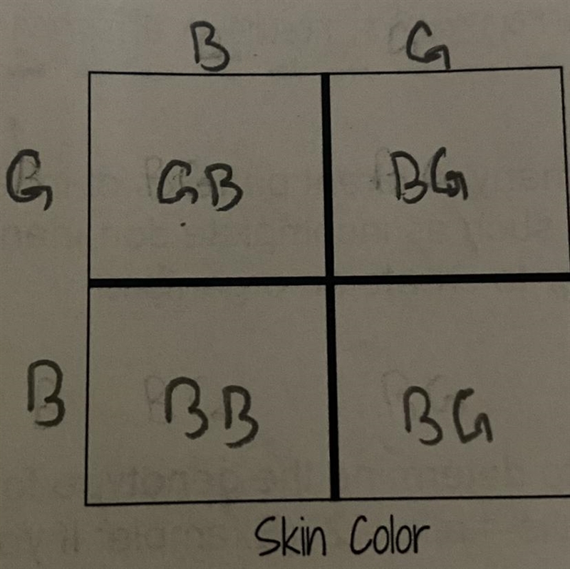 HELPPPP!!! G:Green B:Blue -what percent of the offspring will have green skin???--example-1