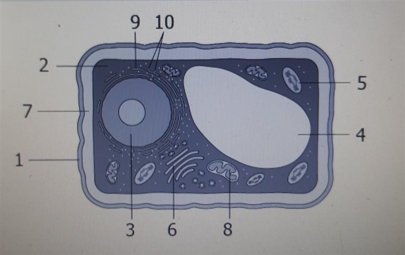 Which number best represents the mitochondria​-example-1