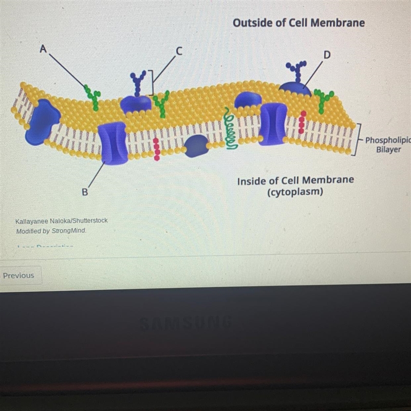 Which membrane component is a glycoprotein? ОА ОD ОB ОC-example-1