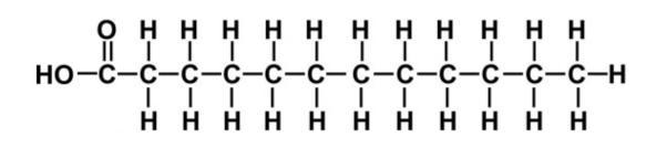 Which organic molecule is pictured below? A) Protein B) Carbohydrate C) Nucleic Acid-example-1