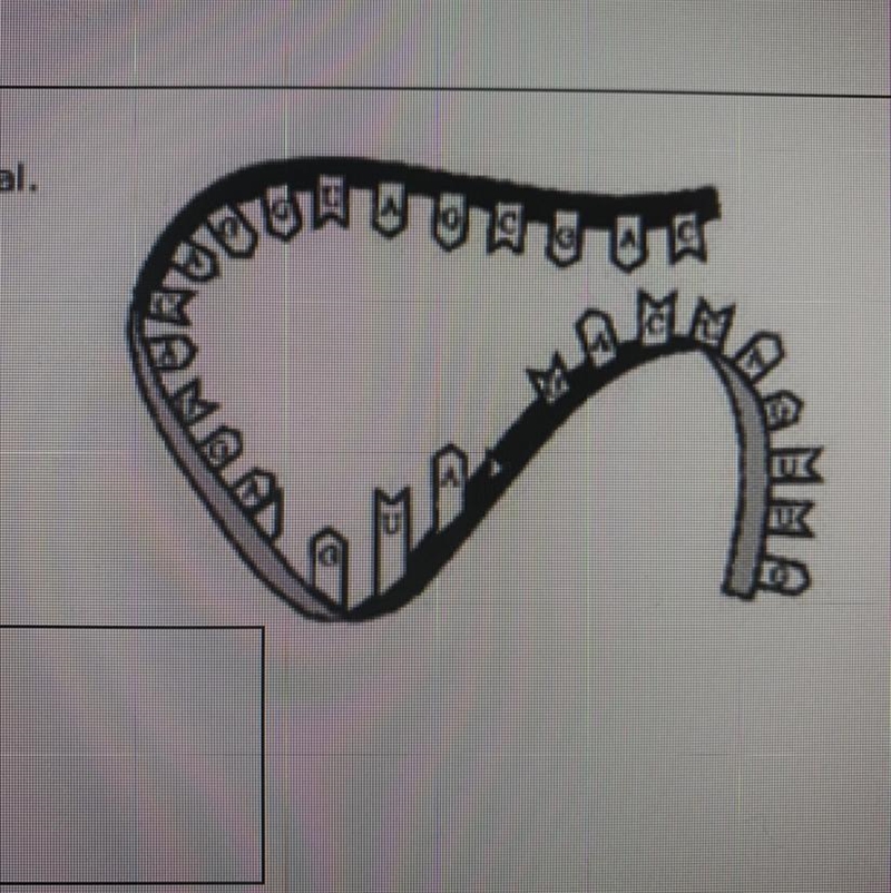 The figure to the right shows genetic material What information confirms that this-example-1