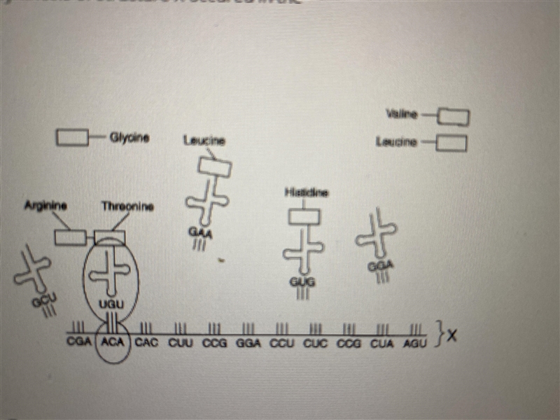 The synthesis of structure X occurred in the... A) cytoplasm B) lysosome C) ribosome-example-1