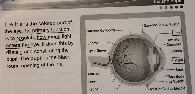 The ONLY function of the iris is to give your eyes color. True or *False-example-1