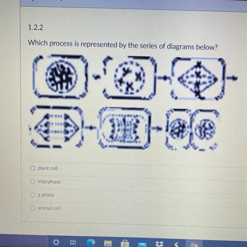 Which process is represented by the series of diagrams below? plant cell interphase-example-1