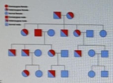 If individuals II-2 and II-3 make offspring, what percent probabilities in which the-example-1