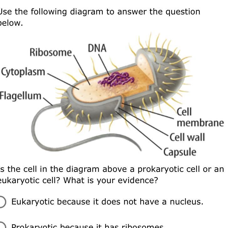 Use the following diagram to answer the question below. Is the cell in the diagram-example-1