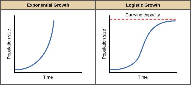 Analyze the graphs below. Which growth model would apply to a population of squirrels-example-1