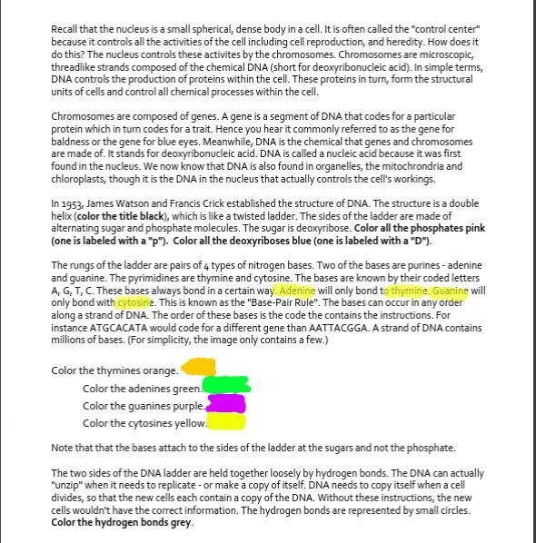 Write a 2 paragraph summary about the structure of DNA from the information on the-example-1