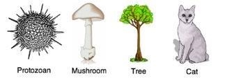 Look at the four eukaryotes shown below. Which of the organisms is likely to be multicellular-example-1