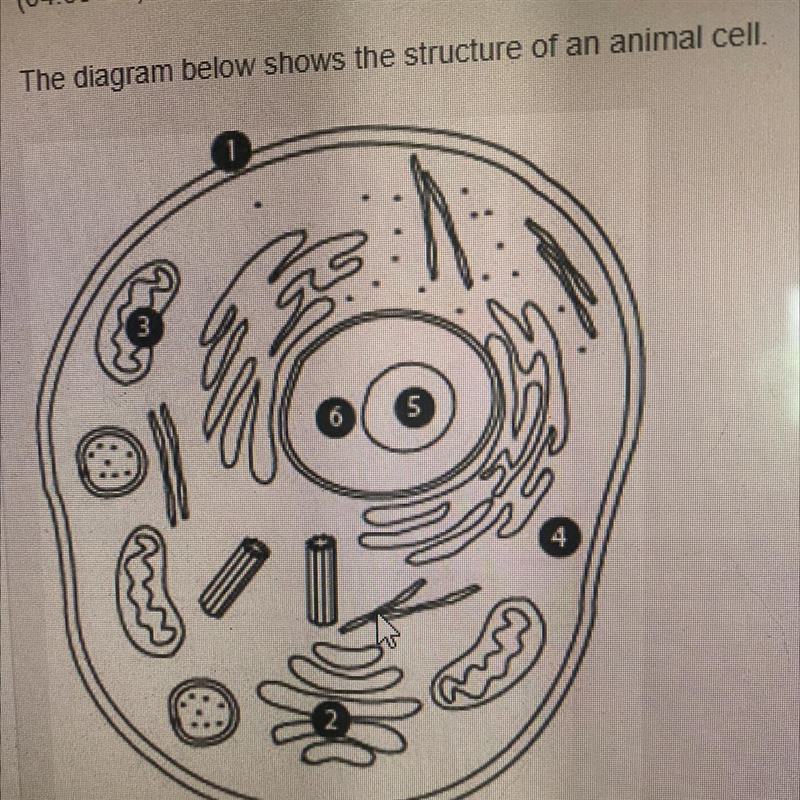 The diagram below shows the structure of an animal cell. s Which number label represents-example-1