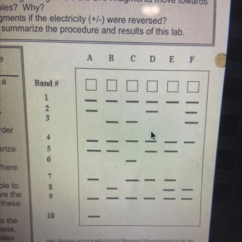 If Band 8 in Sample F represents the mutated gene that causes baldness, which other-example-1