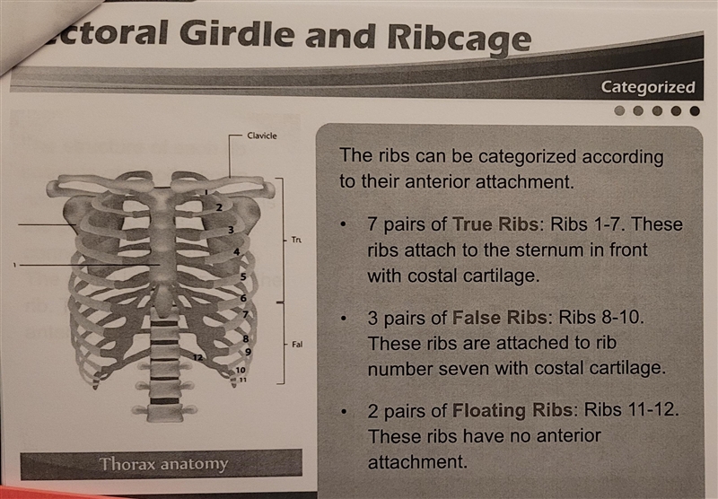 What is the most common number of pairs of ribs among humans?-example-2