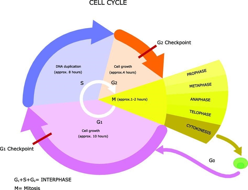 What is a strength in the figure? (1 point) The figure shows structures in a cell-example-1